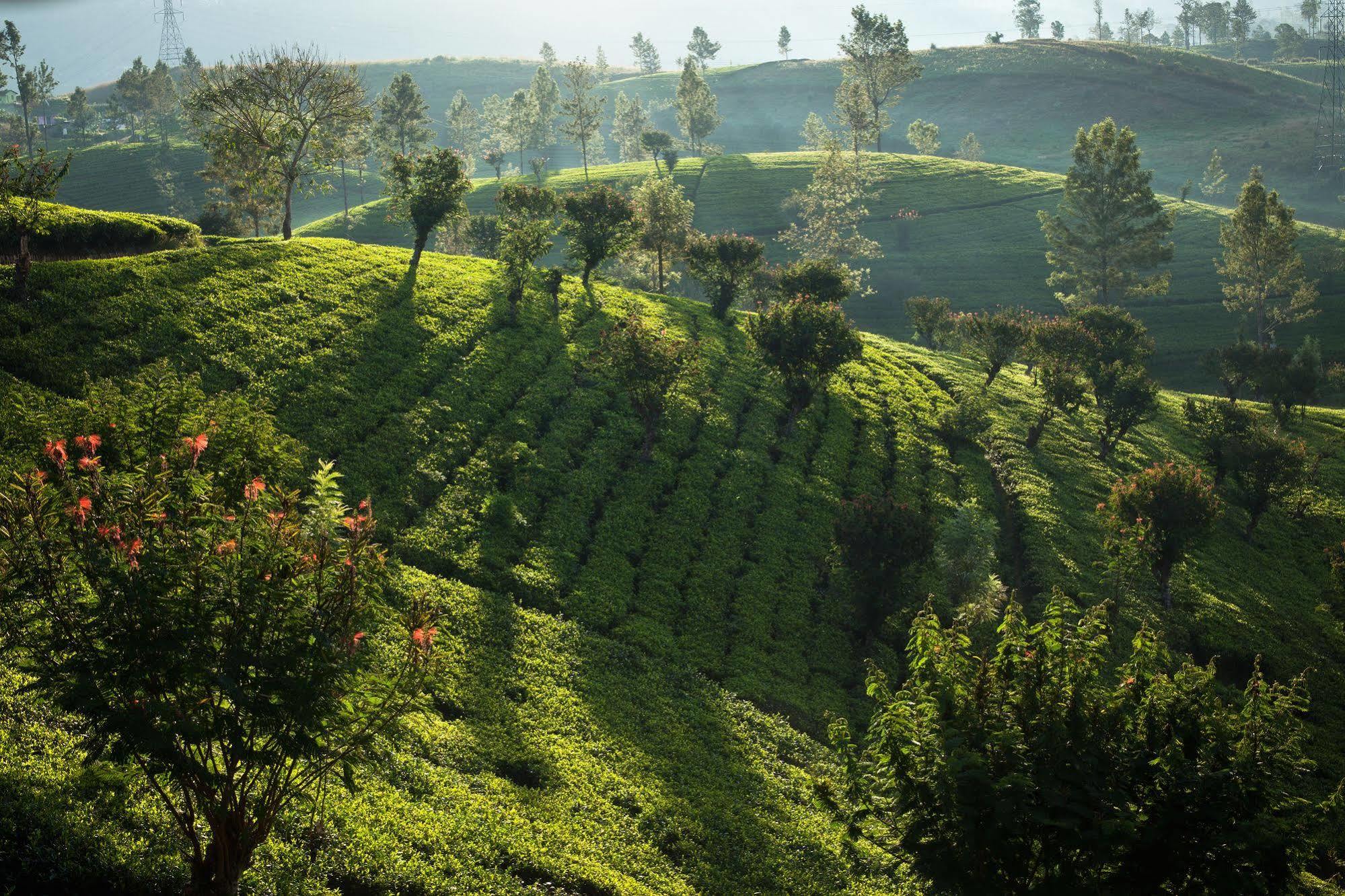 Hotel Ceylon Tea Trails Norwood Exterior foto